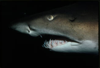 Close up shot of the head of a grey nurse shark