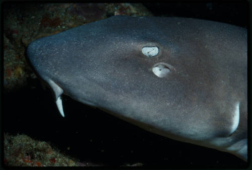 Bamboo shark