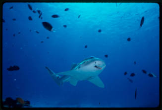 Nurse shark