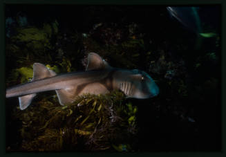 Port Jackson Shark