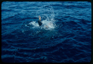 Scuba diver testing out the chainmail suit (mesh suit) in experiment using blue sharks 