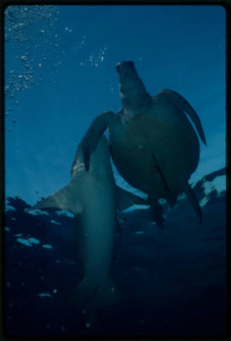 Nurse shark