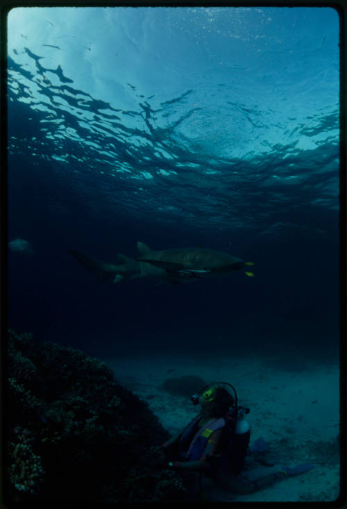 Nurse shark