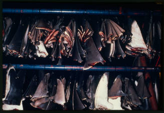 Shark fins hanging on lines on a fishing boat