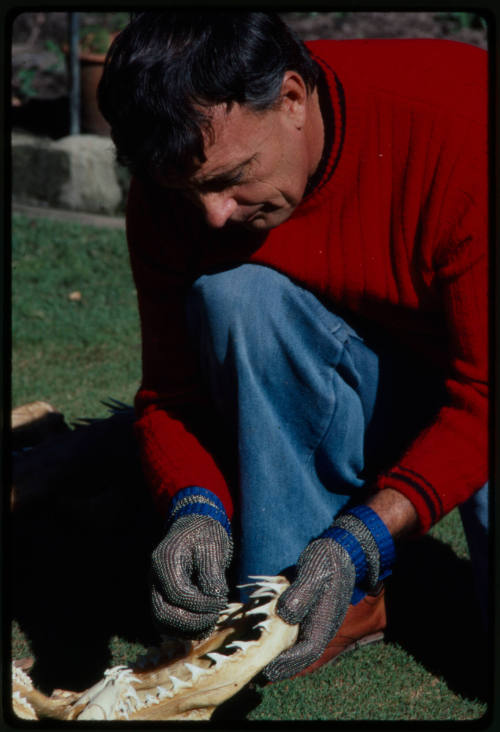 Ron Taylor testing out the chainmail suit (mesh suit) in early experiments using grey nurse sharks