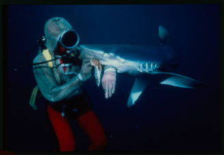 Scuba diver testing out the chainmail suit (mesh suit) in experiment using blue sharks 