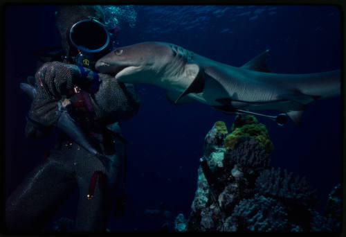 Diver in mesh suit underwater with whitetip reef shark