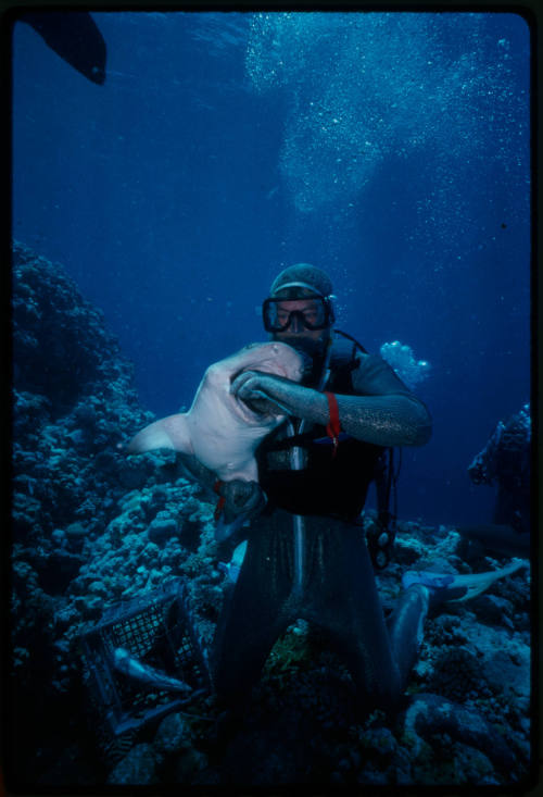 Diver in mesh suit underwater with hand in mouth of shark