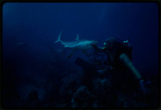 Diver in mesh suit underwater with hand in mouth of shark