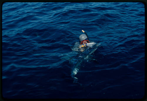 Scuba diver testing out the chainmail suit (mesh suit) in experiment using blue sharks 