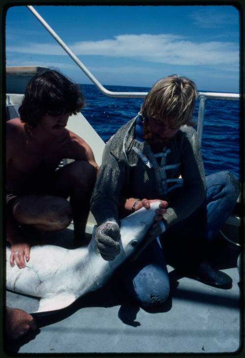 Scuba diver testing out the chainmail suit (mesh suit) in experiment using blue sharks 