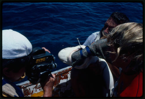 Testing the pressure of a shark bite while experimenting with the efficacy of the chainmail suit (mesh suit). The shark was then released. 