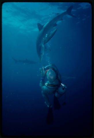 Scuba diver testing out the chainmail suit (mesh suit) in experiment using blue sharks 