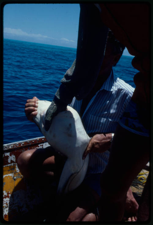 Testing the pressure of a shark bite while experimenting with the efficacy of the chainmail suit (mesh suit). The shark was then released. 