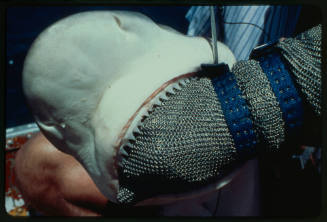 Testing the pressure of a shark bite while experimenting with the efficacy of the chainmail suit (mesh suit). The shark was then released. 