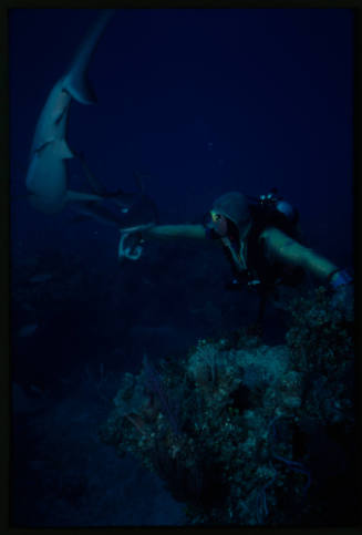 Diver in mesh suit underwater with shark