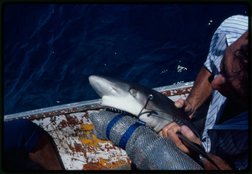 Testing the pressure of a shark bite while experimenting with the efficacy of the chainmail suit (mesh suit). The shark was then released. 