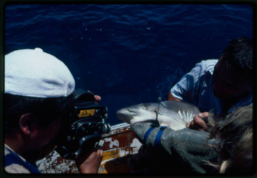 Cameraman and person in mesh suit with hand in mouth of shark