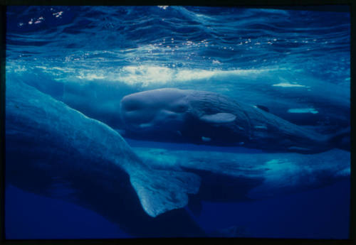 Sperm whales