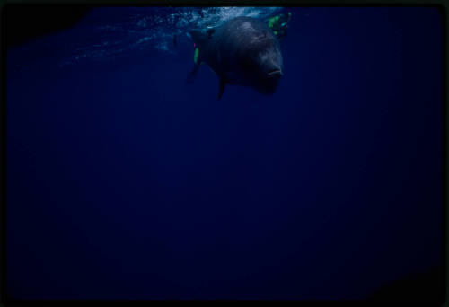 Sperm whales