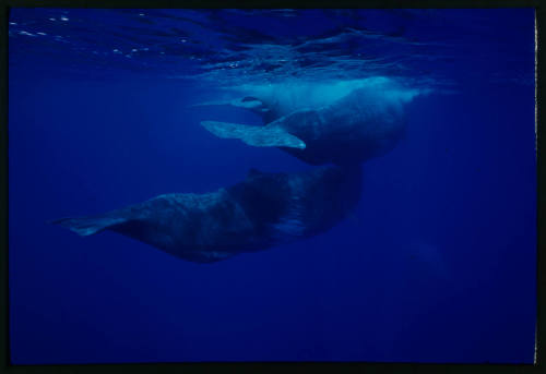 Sperm whales