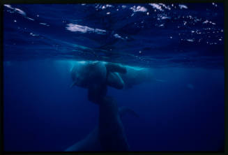 Sperm whales