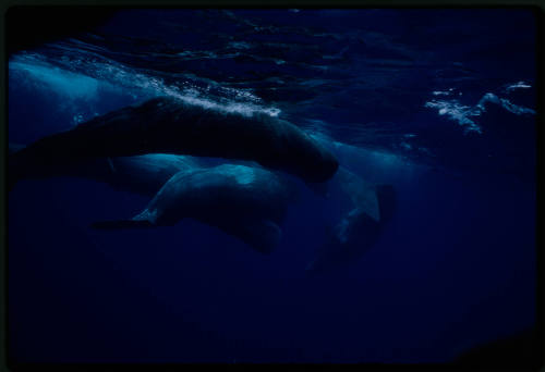 Sperm whales