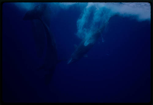 Sperm whales