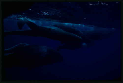 Sperm whales