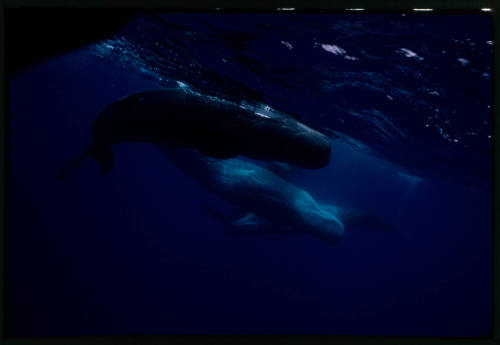 Sperm whales