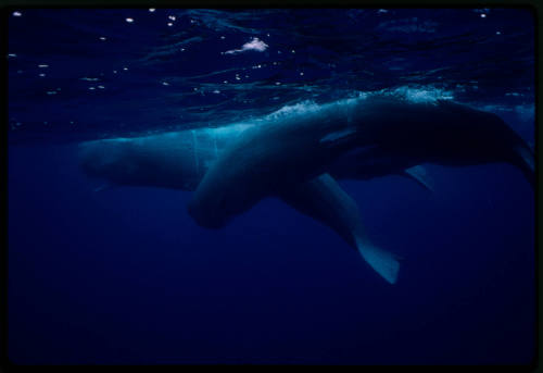 Sperm whale