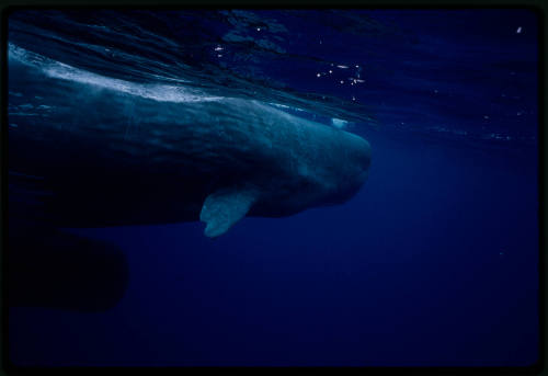 Sperm whale