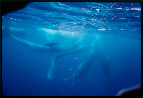 Sperm whales