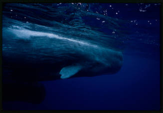 Sperm whale