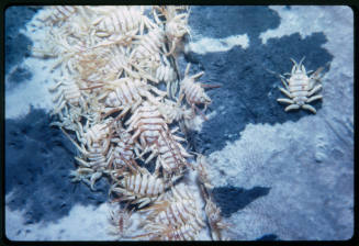 Whale lice on Southern right whale