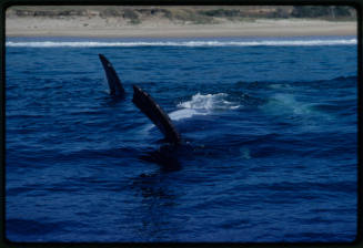 Southern right whales playing at Coalcliff Beach