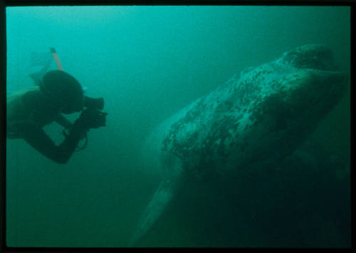 Southern right whale