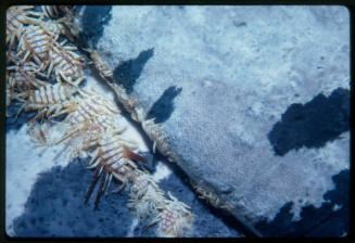 Whale lice around mouth of Southern right whale calf