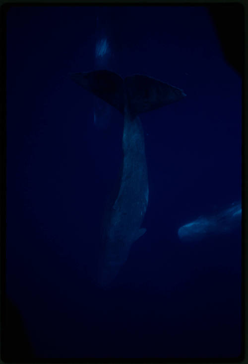 Sperm Whales