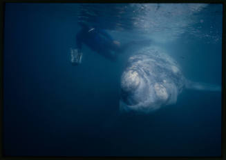 Southern right whale calf