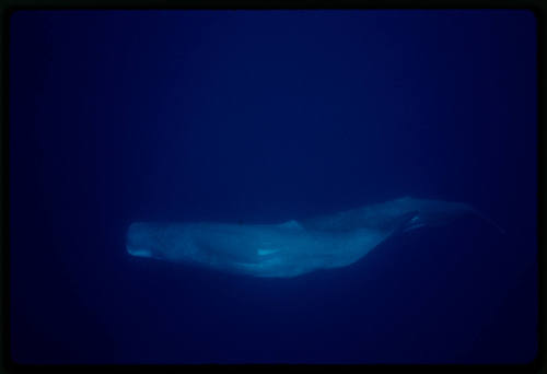 Sperm whale