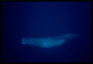 Sperm whale