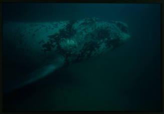 Southern right whale calf