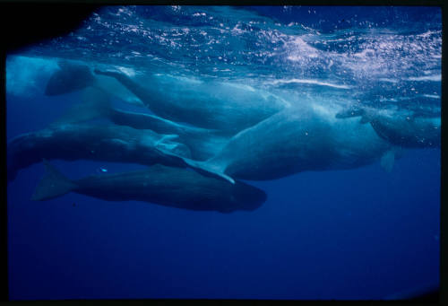 Sperm Whales