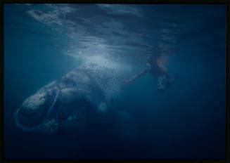 Valerie Taylor approaching a Southern right whale calf