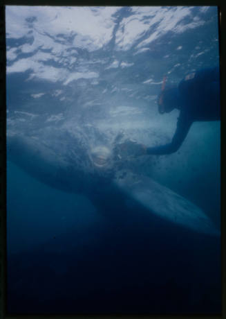 Southern right whale calf