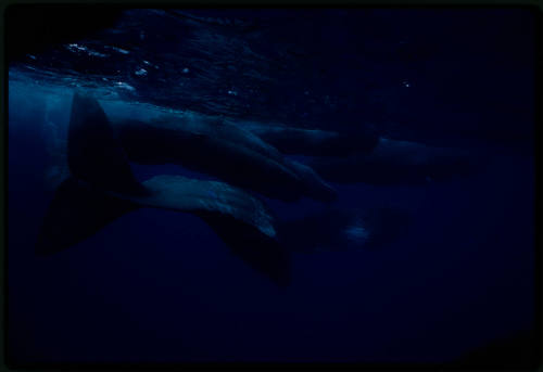 Sperm whales