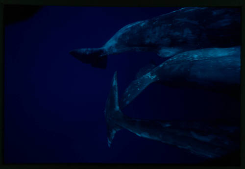 Sperm Whales