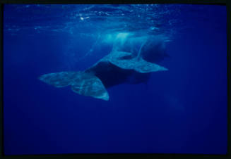 Sperm Whales