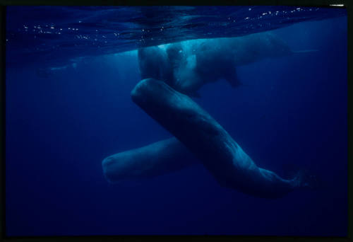 Sperm whales